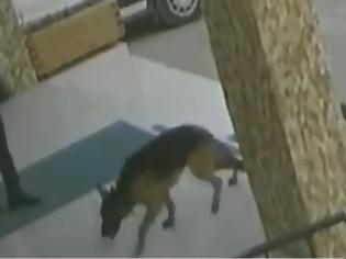 Φωτογραφία για Τραυματισμένος σκύλος πήγε μόνος του σε νοσοκομείο για βοήθεια