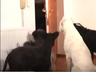 Φωτογραφία για Αυτά τα σκυλιά περιμένουν να κλείσει η πόρτα - Αυτό που κάνουν, όταν μένουν μόνα τους, σοκάρει τους ιδιοκτήτες τους [video]