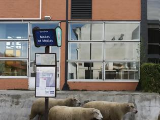 Φωτογραφία για Τι δουλειά έχουν τα πρόβατα στο Παρίσι;