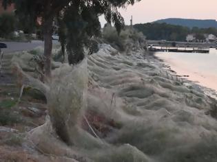 Φωτογραφία για Τεράστιο «πέπλο» από ιστούς αράχνης «κατάπιε» 300 μέτρα βλάστησης στο Αιτωλικό