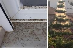 Εικόνες ταινίας θρίλερ στο Αιτωλικό - Αράχνες και κουνούπια κύκλωσαν τα σπίτια [photos+video]