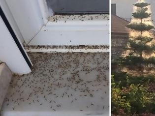 Φωτογραφία για Εικόνες ταινίας θρίλερ στο Αιτωλικό - Αράχνες και κουνούπια κύκλωσαν τα σπίτια [photos+video]