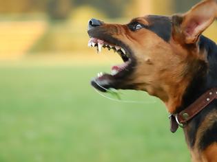 Φωτογραφία για Στυλίδα: Κάτοικος «έφαγε» πρόστιμο 500 ευρώ επειδή ο σκύλος του… γαβγίζει