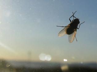 Φωτογραφία για Πως θα απαλλαγείτε από κάθε είδους έντομα στο σπίτι