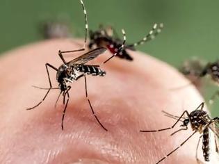 Φωτογραφία για Ανησυχία προκαλεί στην Ευρώπη η αύξηση των ασθενειών που οφείλονται στα κουνούπια