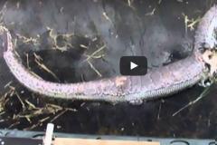 ΣΟΚΑΡΙΣΤΙΚΟ: Πύθωνας κατάπιε ολόκληρο αλιγάτορα - Δεν φαντάζεστε τι έγινε στη συνέχεια… [video]