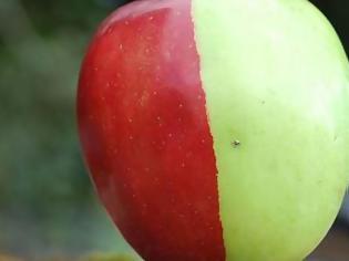 Φωτογραφία για Δίχρωμο μήλο; Κι όμως ναι...