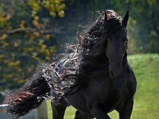Φωτογραφία για Θαυμάστε το: Είναι το πιο όμορφο άλογο αλλά όμως δεν θα υπάρχει για πολύ... [photo]