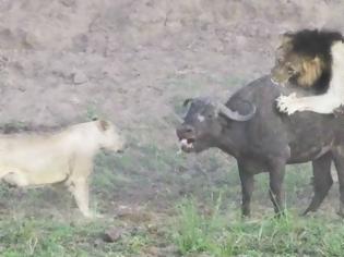 Φωτογραφία για Απίστευτο βίντεο: 4 λιοντάρια ορμάνε σε ένα βουβάλι - Μη βιαστείτε να πείτε ποιος νίκησε... [video]