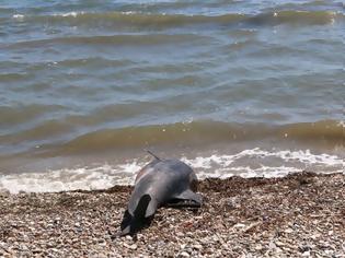 Φωτογραφία για Νεκρό δελφίνι ξεβράστηκε στη Σκύρο