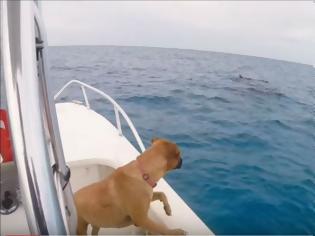 Φωτογραφία για ΑΠΙΣΤΕΥΤΟ! Βλέπει για πρώτη φορά δελφίνια - Δείτε την αντίδραση της σκυλίτσας [video]