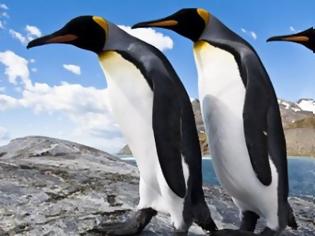 Φωτογραφία για Ο απατημένος πιγκουίνος βρίσκει την γυναίκα του με άλλον και... [video]