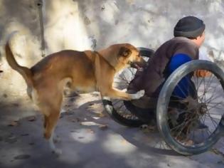 Φωτογραφία για Σκύλος-ήρωας: Σπρώχνει κάθε μέρα το καροτσάκι του ανάπηρου αφεντικού του και τον πάει στην δουλειά