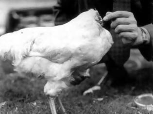 Φωτογραφία για Η απίστευτη ιστορία του... ακέφαλου κοτόπουλου