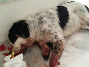 Φωτογραφία για Kαταγγελία: Αστυνομικός χτύπησε σοβαρά σκύλο στη Φλώρινα