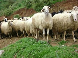 Φωτογραφία για Επίκαιρη Ερώτηση κατέθεσε ο βουλευτής του ΚΚΕ Νίκος Μωραΐτης, για τα προβλήματα που αντιμετωπίζουν οι κτηνοτρόφοι από τη συνεχή πτώση της τιμής του αιγοπρόβειου γάλακτος