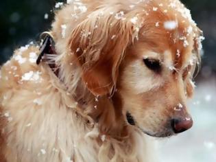 Φωτογραφία για Προστάτεψε τον σκύλο σου από το κρύο – Ετοιμάσου για το χειμώνα