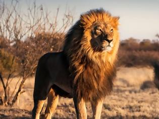 Φωτογραφία για Ασθένεια σκότωσε μέσα 21 ασιατικά λιοντάρια