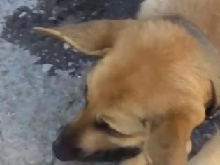 Φωτογραφία για Χανιά: Επικήρυξαν με 2.000 ευρώ αυτόν που σκότωσε την έγκυο σκυλίτσα