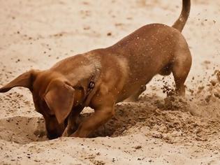 Φωτογραφία για Γιατί ο σκύλος τρελαίνεται να σκάβει τρύπες;