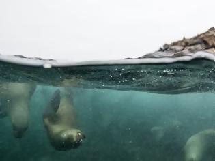 Φωτογραφία για Τουρίστες κολυμπούν και φωτογραφίζονται πλάι σε θαλάσσια λιοντάρια