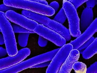 Φωτογραφία για Επικίνδυνα βακτήρια πέφτουν σε «χειμερία νάρκη» για να ξεφύγουν από τα αντιβιοτικά