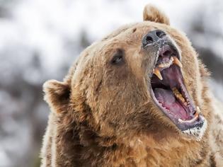 Φωτογραφία για Κυνηγός πυροβόλησε αρκούδα αλλά... κατέληξε ο ίδιος στο νοσοκομείο
