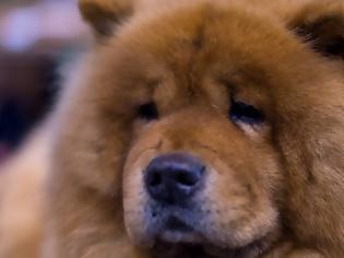 Φωτογραφία για Σκύλος είναι μακριά από το αφεντικό του και «επικοινωνεί» μαζί του με βιντεοκλήση [video]