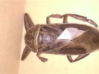 Φωτογραφία για Σαρκοφάγο έντομο γίγας προκάλεσε... αναταραχή στο Δημαρχείο της Λαμίας!