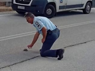 Φωτογραφία για Aστυνομικός βοηθάει χελωνάκι να περάσει τον δρόμο (ΦΩΤΟ)