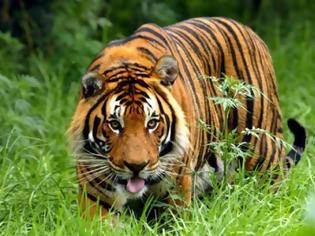 Φωτογραφία για Τρόμος στην Ινδία με ανθρωποφάγο τίγρη: Προσπαθούν να την αιχμαλωτίσουν με δόλωμα... αντρική κολόνια