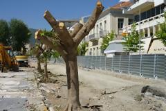 Άγριο κούρεμα...στη πλατεία Καλαμάτας λόγω ανάπλασης