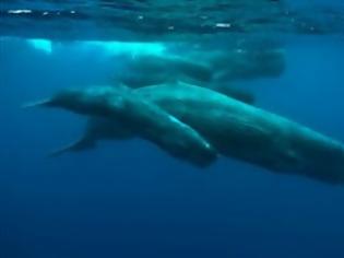 Φωτογραφία για Επικίνδυνη η χρήση σόναρ για τις φάλαινες στο Ιόνιο