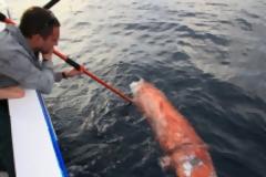 ΨΑΡΕΨΕ ΚΑΛΑΜΑΡΙ ΓΙΓΑΣ Και του επιτέθηκε καρχαρίας! [video]
