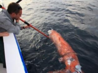 Φωτογραφία για ΨΑΡΕΨΕ ΚΑΛΑΜΑΡΙ ΓΙΓΑΣ Και του επιτέθηκε καρχαρίας! [video]