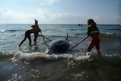Ιόνιο: στρατιωτικά σόναρ απειλούν τις φάλαινες – Επιστολή στο Υπ. Εθνικής Άμυνας