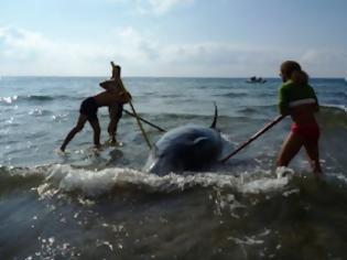 Φωτογραφία για Ιόνιο: στρατιωτικά σόναρ απειλούν τις φάλαινες – Επιστολή στο Υπ. Εθνικής Άμυνας