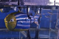 Ψάρια προτιμούν τα ρομπότ από τη μοναξιά