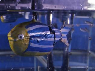 Φωτογραφία για Ψάρια προτιμούν τα ρομπότ από τη μοναξιά