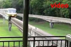 VIDEO: Σκίουρος μπλοκάρει τρενάκι στη DisneyWorld