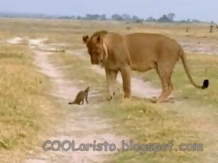 Φωτογραφία για Μικρό μαγκούστα δίνει μάχη επιβίωσης μ' ένα λιοντάρι! (video)
