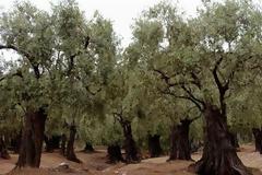 Ο πυρηνοτρήτης απειλεί τους ελαιώνες