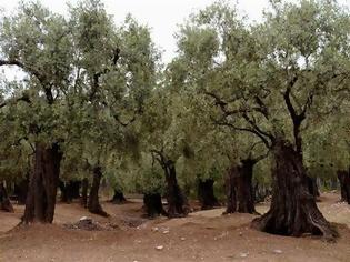 Φωτογραφία για Ο πυρηνοτρήτης απειλεί τους ελαιώνες