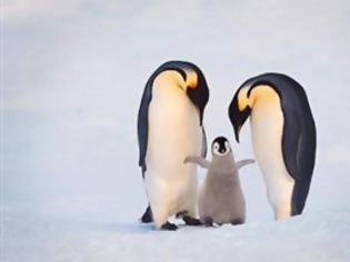 Φωτογραφία για Έχουν και οι πιγκουίνοι τις ανωμαλίες τους...