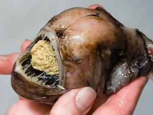 Φωτογραφία για ΔΕΙΤΕ: Τα πιο άσχημα και τρομακτικά ψάρια