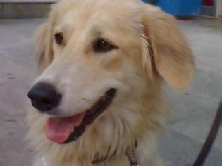 Φωτογραφία για Βεράντα για σκύλο σε χωριό της Ολυμπίας!