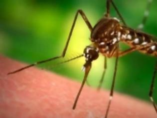 Φωτογραφία για Πως μπορείτε να αντιμετωπίσετε τα τσιμπήματα από τα κουνούπια