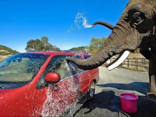 Φωτογραφία για Πλυντήριο αυτοκινήτων με την υπογραφή ενός… ελέφαντα! (Video)