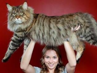 Φωτογραφία για O μεγαλύτερος γάτος του κόσμου!