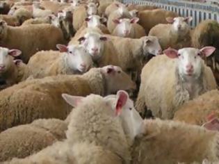 Φωτογραφία για Άγνωστοι άρπαξαν 50 πρόβατα αξίας 5.000 ευρώ